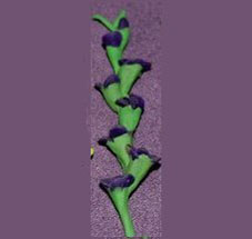 Dollhouse Miniature Gladiolas, Dark Purple, Per Stem